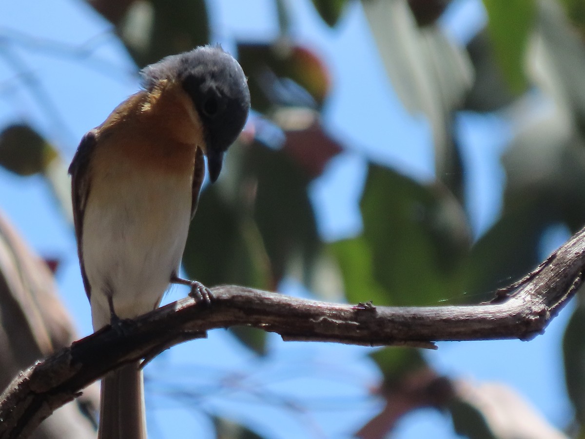 Leaden Flycatcher - ML645532878