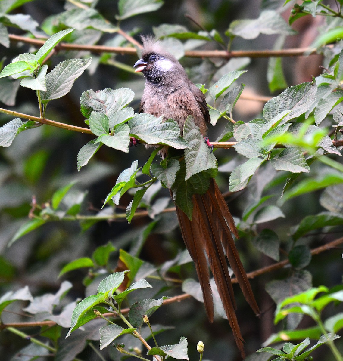 Speckled Mousebird - ML645532879