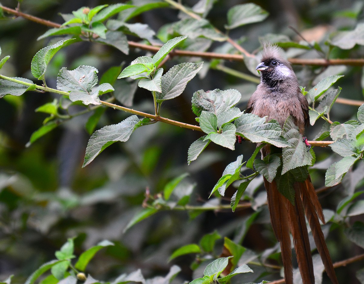 Speckled Mousebird - ML645532880