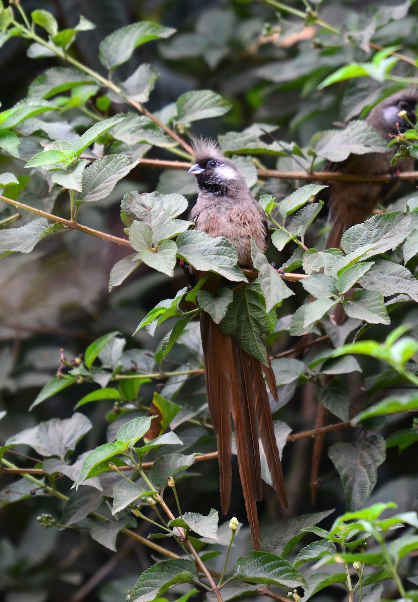 Speckled Mousebird - ML645532881