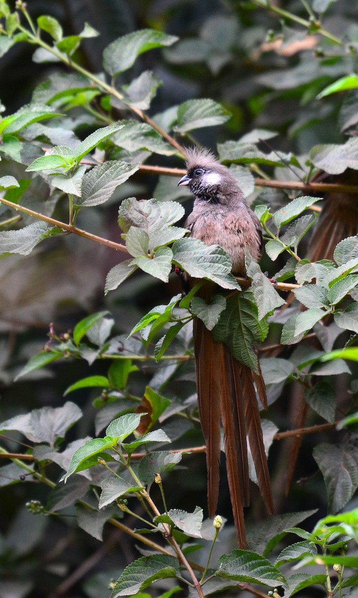 Speckled Mousebird - ML645532882