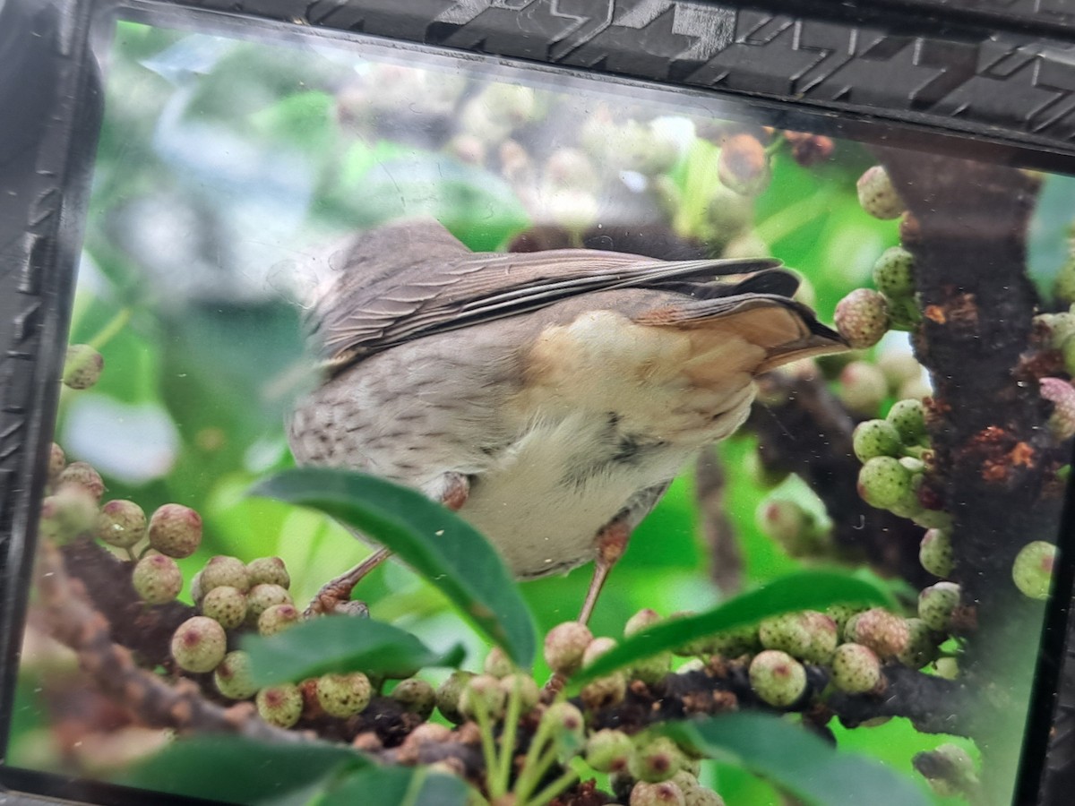 Red-throated Thrush - ML645532883