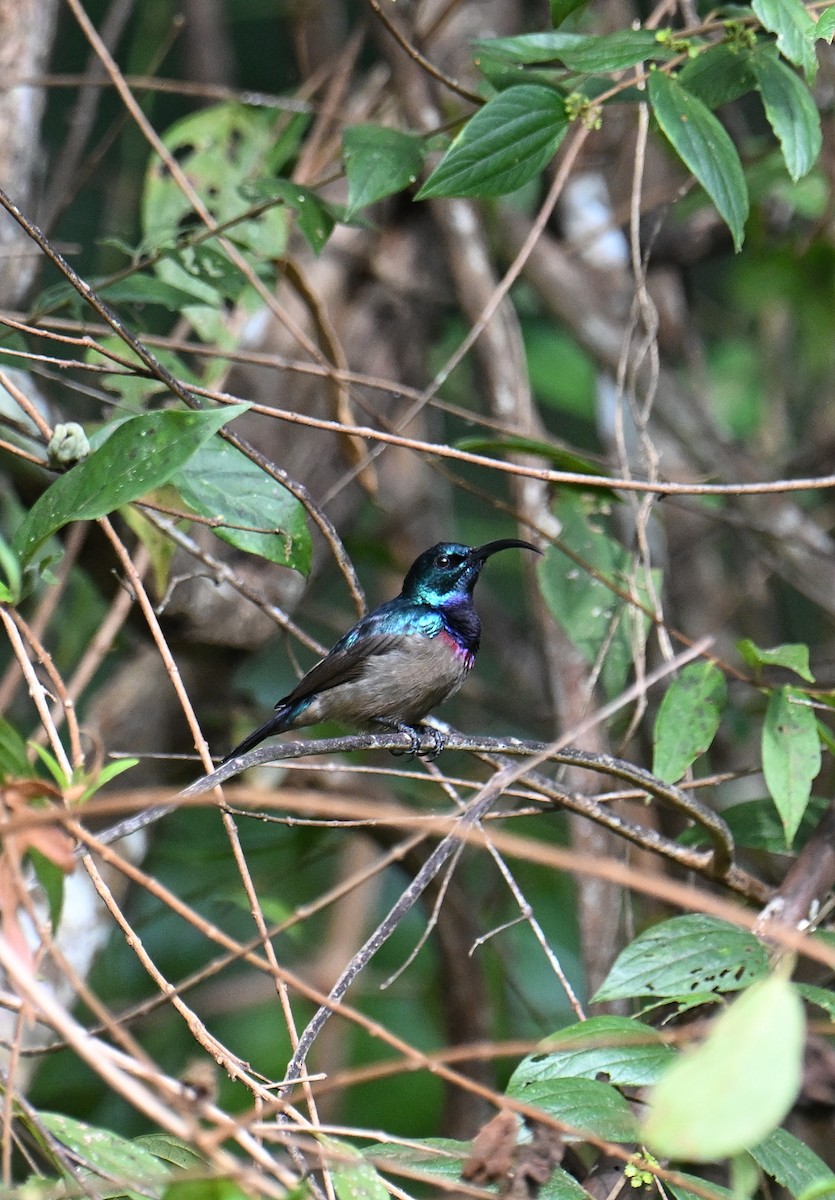 Loten's Sunbird - ML645532884