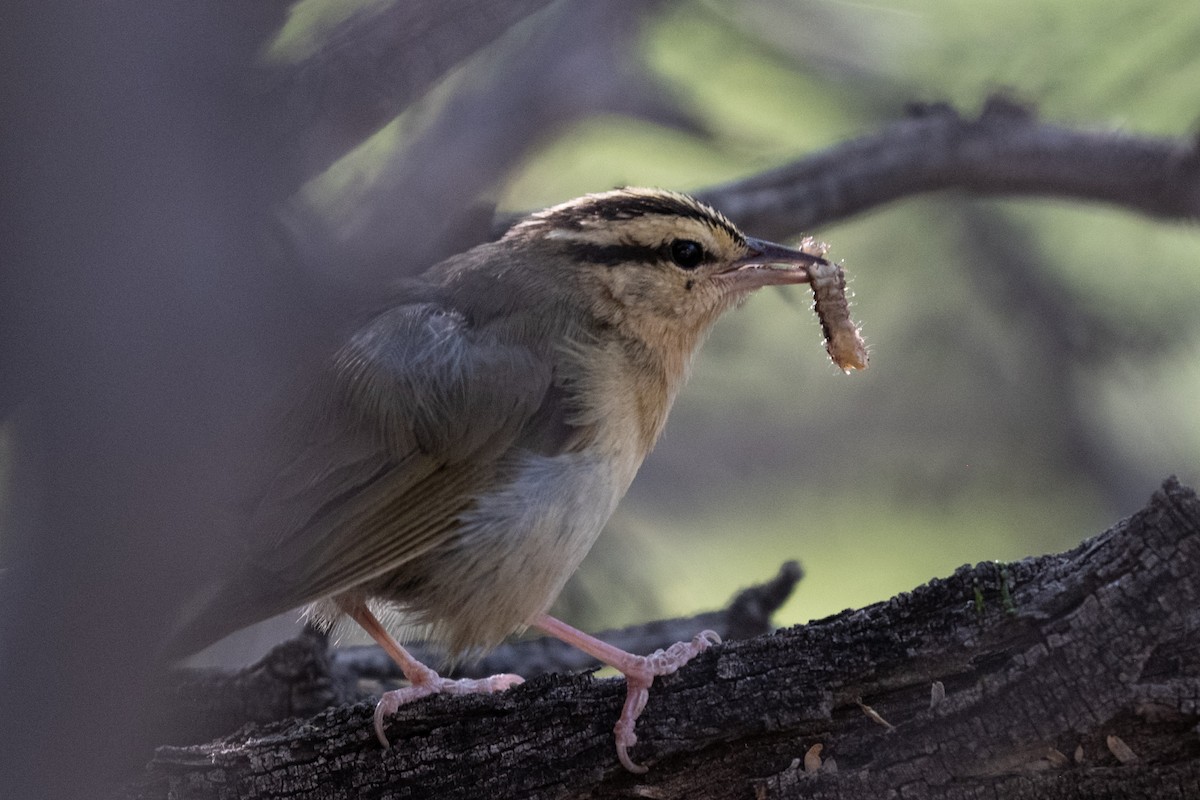 Worm-eating Warbler - ML645532886