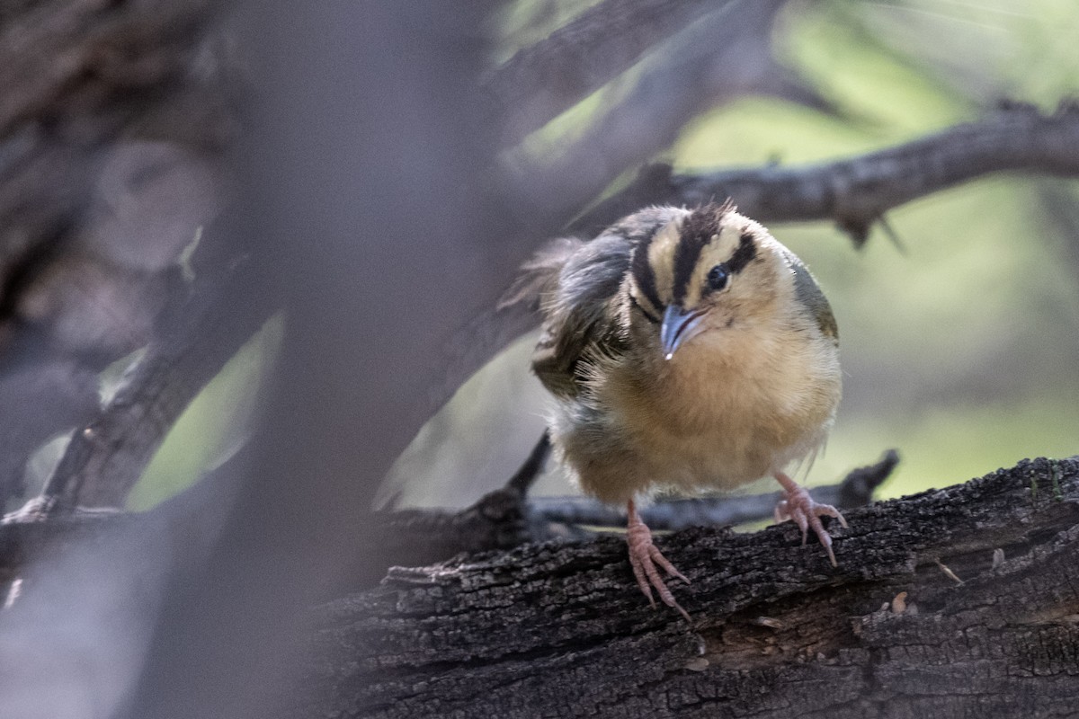 Worm-eating Warbler - ML645532887