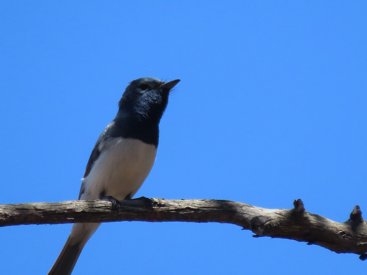 Leaden Flycatcher - ML645532888