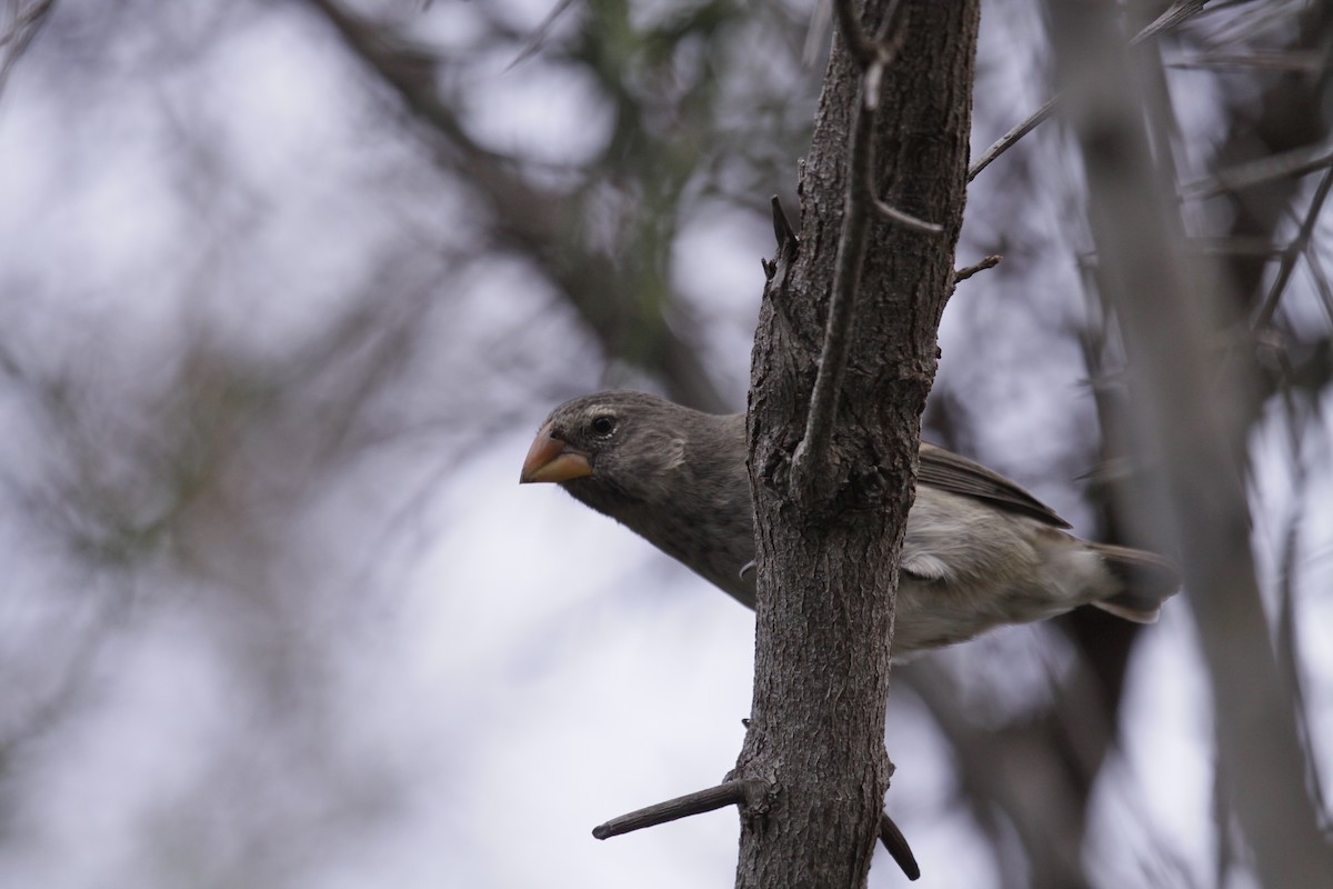 Medium Ground-Finch - ML645532889