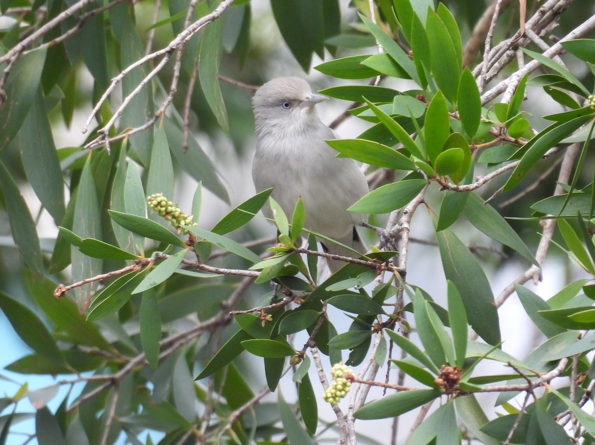 灰背椋鳥 - ML645532890