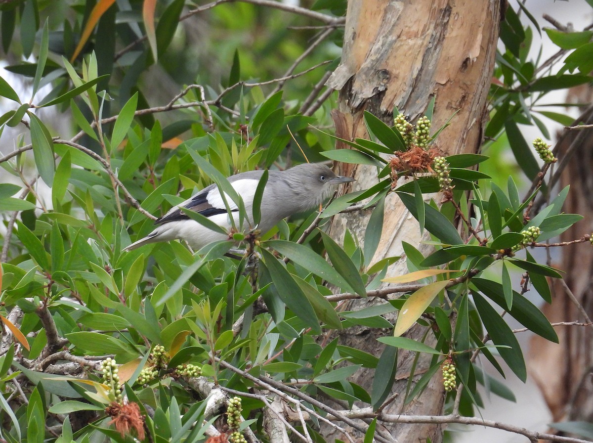 灰背椋鳥 - ML645532891