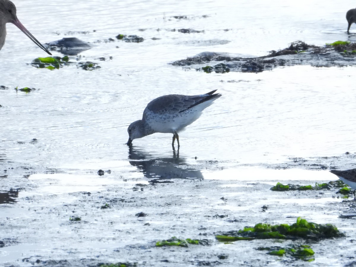 紅腹濱鷸 - ML645532892