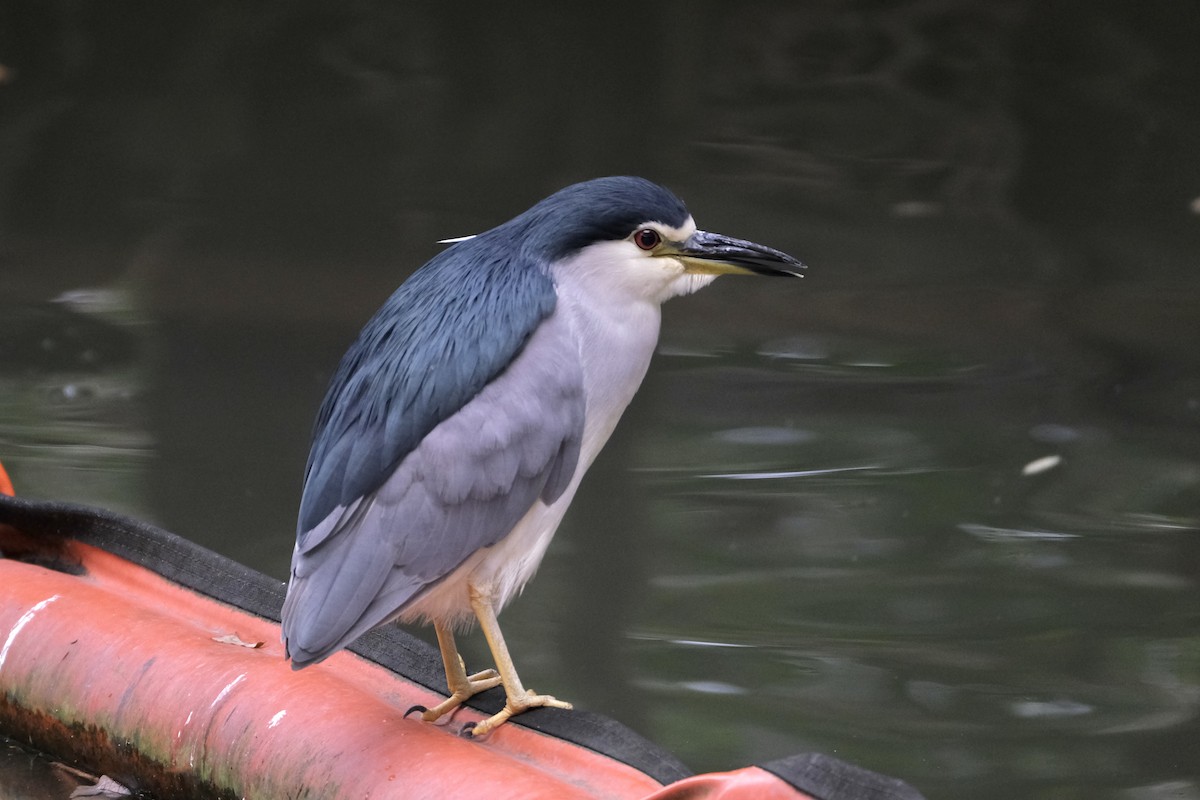 夜鷺 - ML645532894