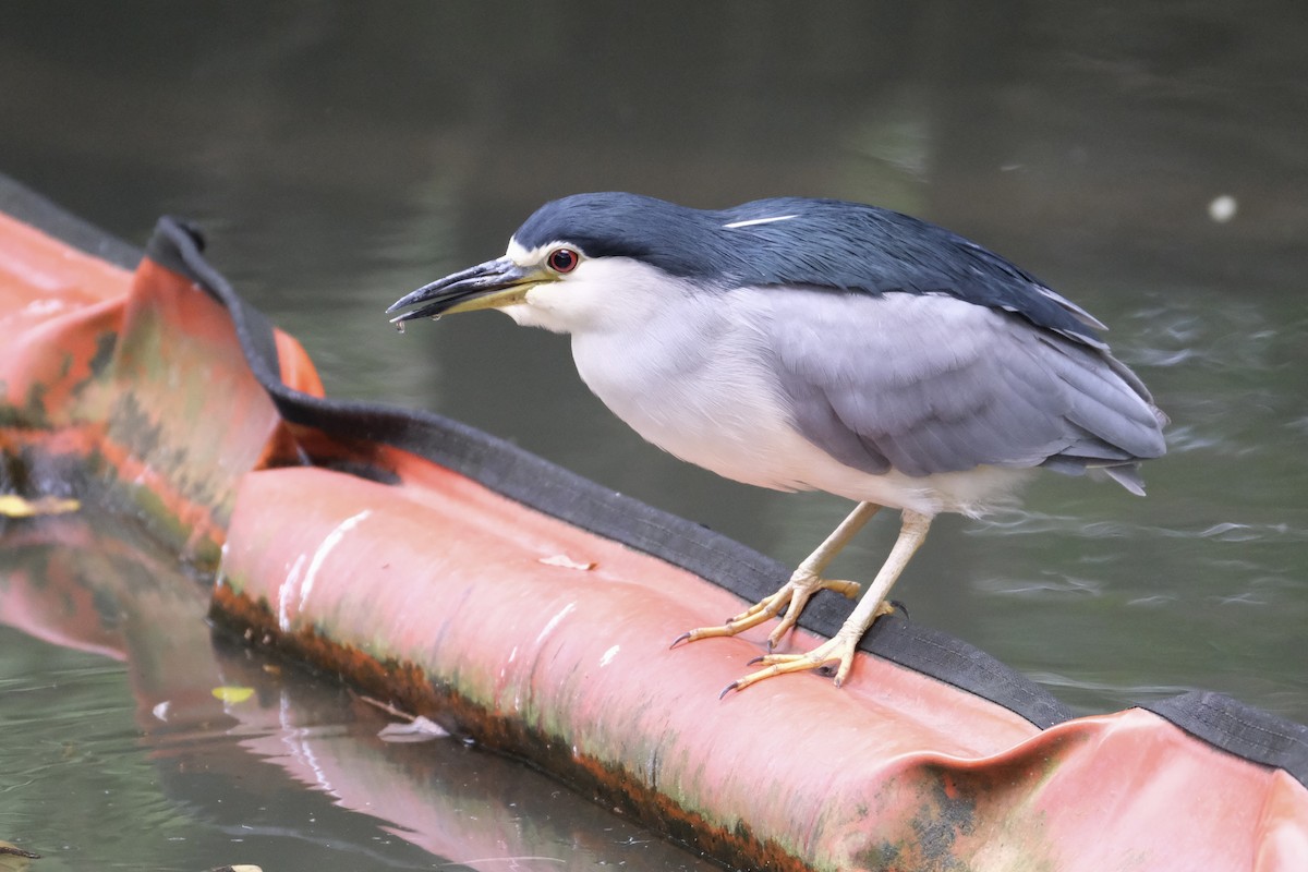 夜鷺 - ML645532895