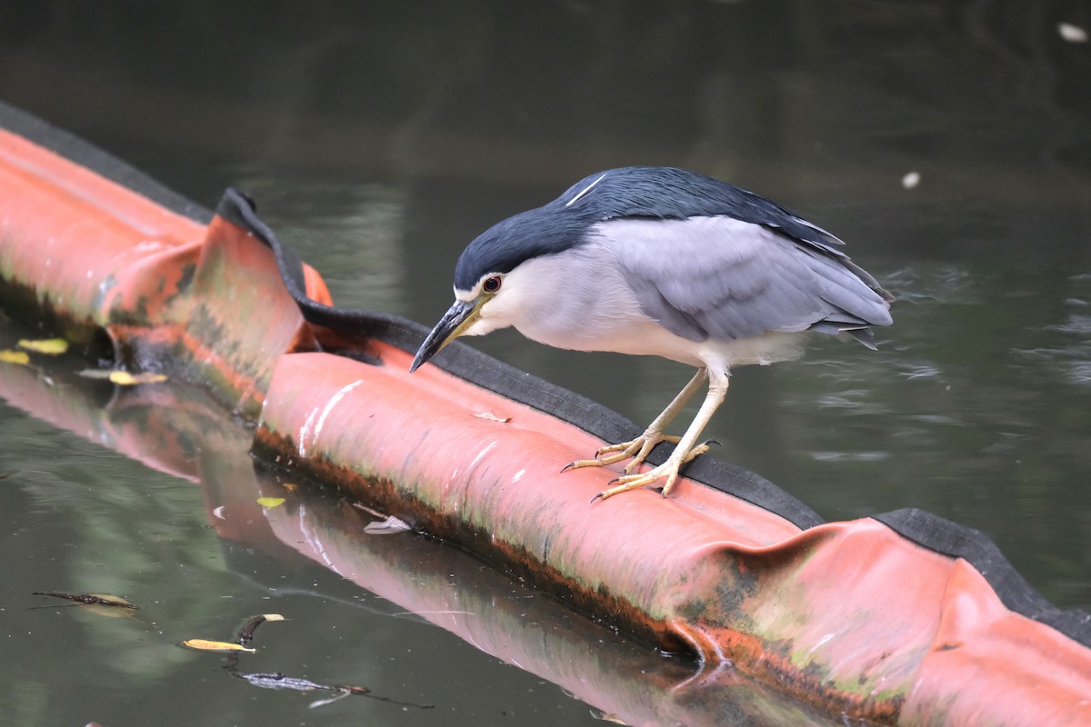 夜鷺 - ML645532896