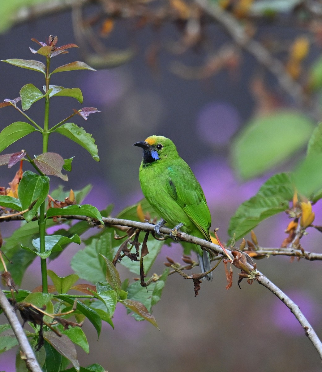 Golden-fronted Leafbird - ML645532897