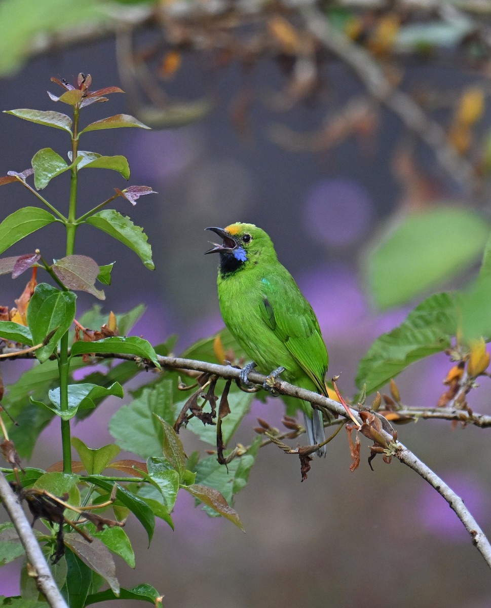 Golden-fronted Leafbird - ML645532898