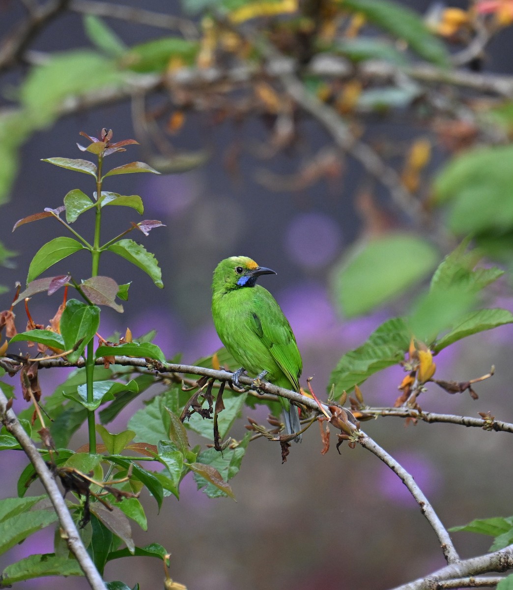 Golden-fronted Leafbird - ML645532899