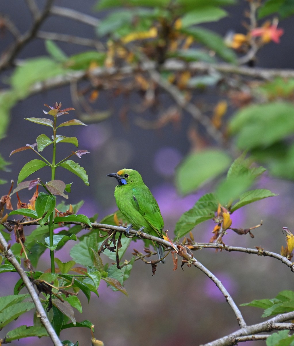Golden-fronted Leafbird - ML645532900