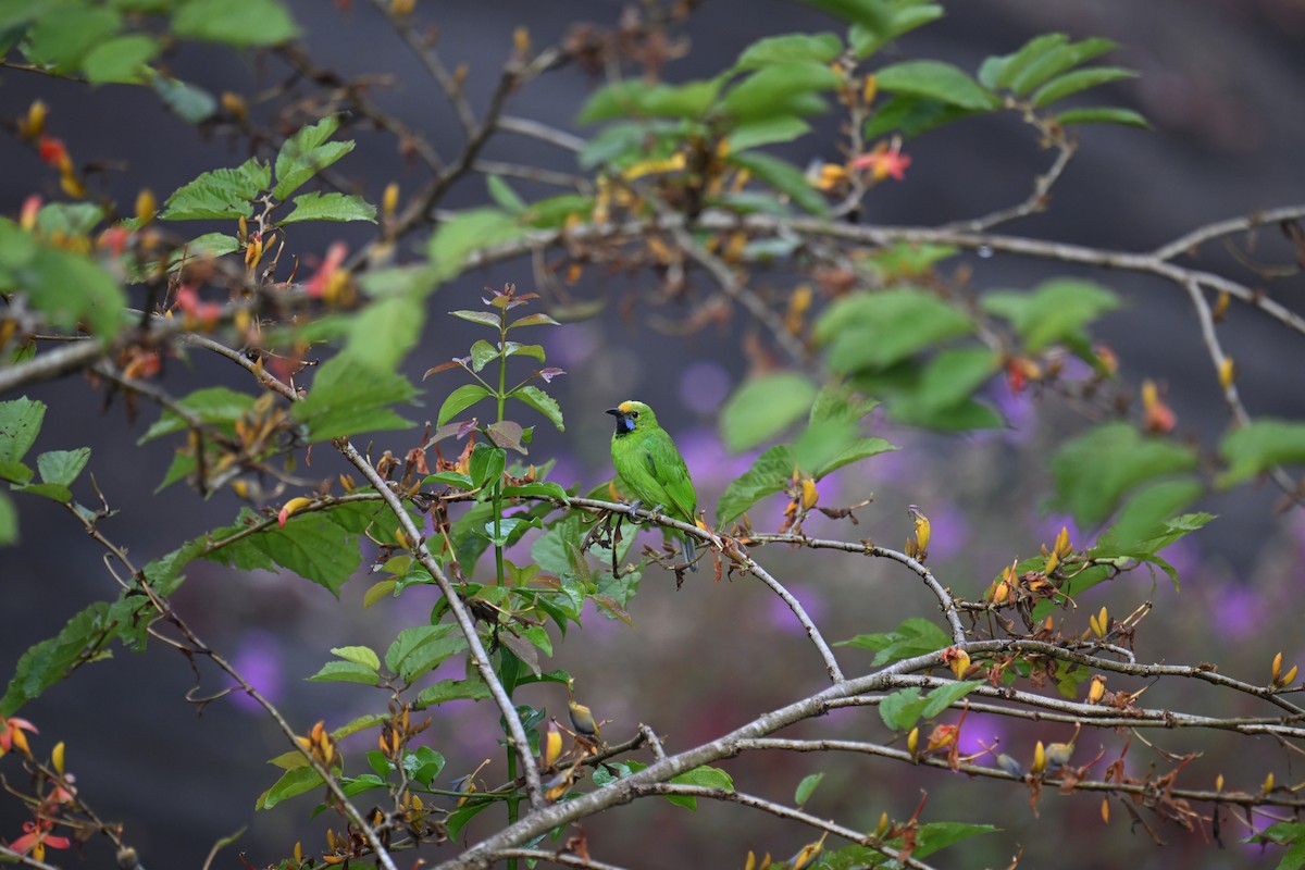 Golden-fronted Leafbird - ML645532901