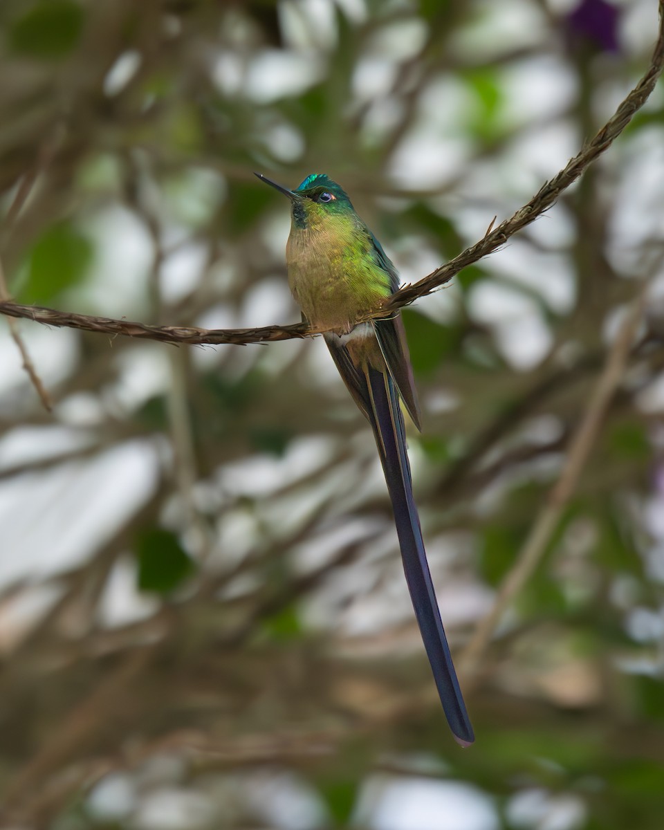 Langschwanzsylphe - ML645532902