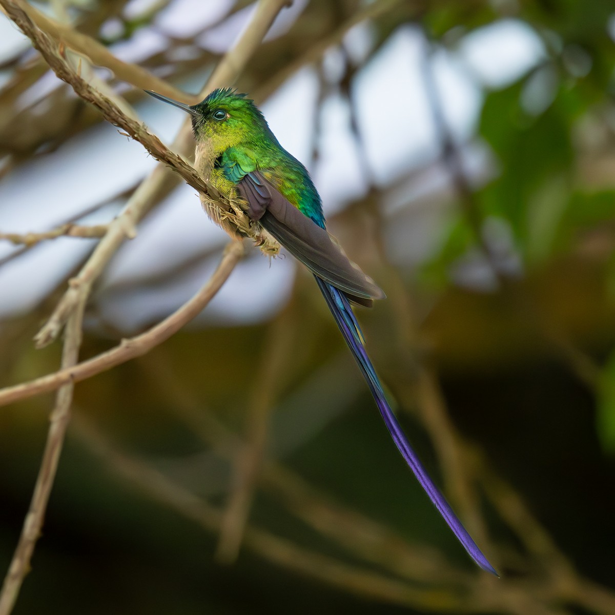 Langschwanzsylphe - ML645532904