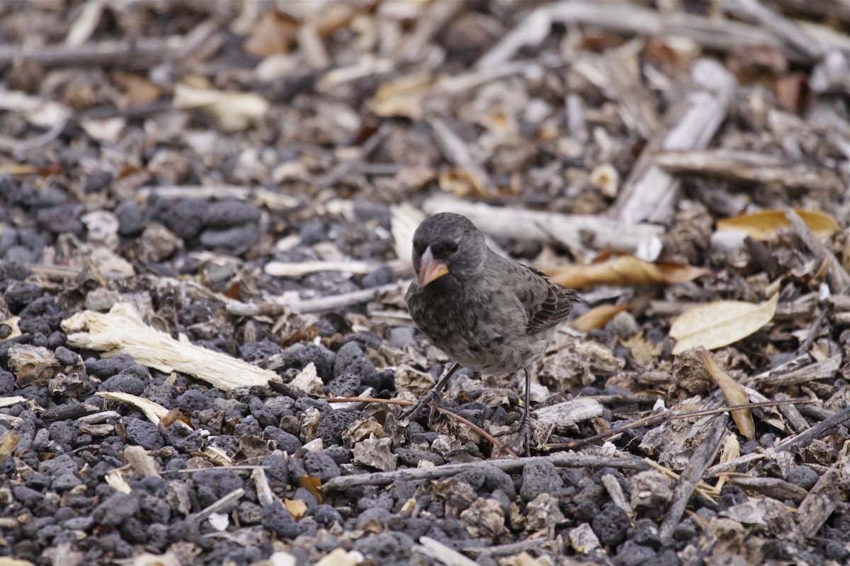 Mittelgrundfink - ML645532913