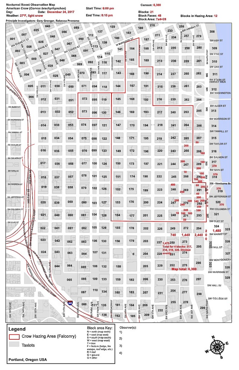 Amerikakrähe - ML645532914