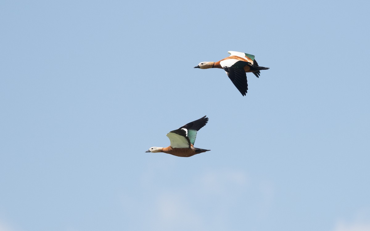 Rostgans - ML645532915