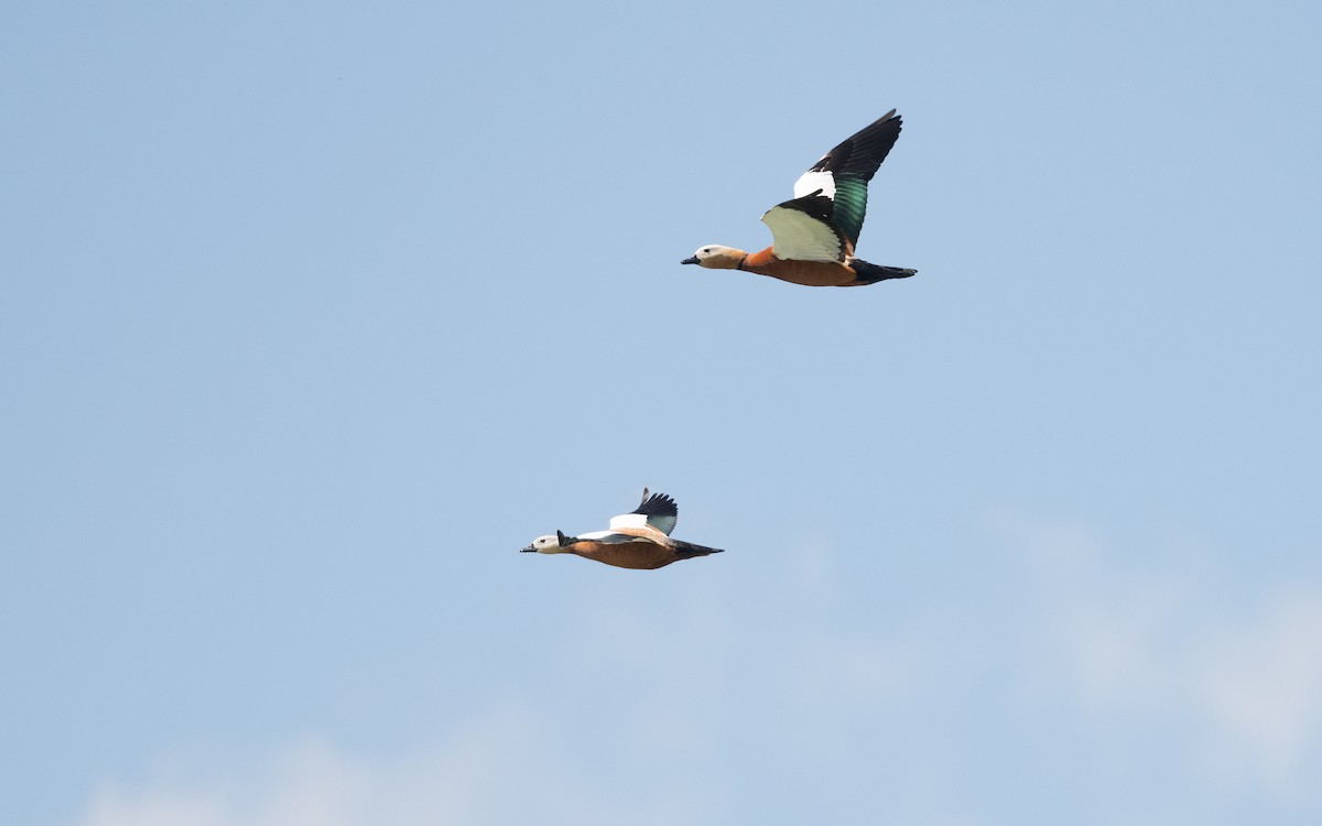 Rostgans - ML645532916