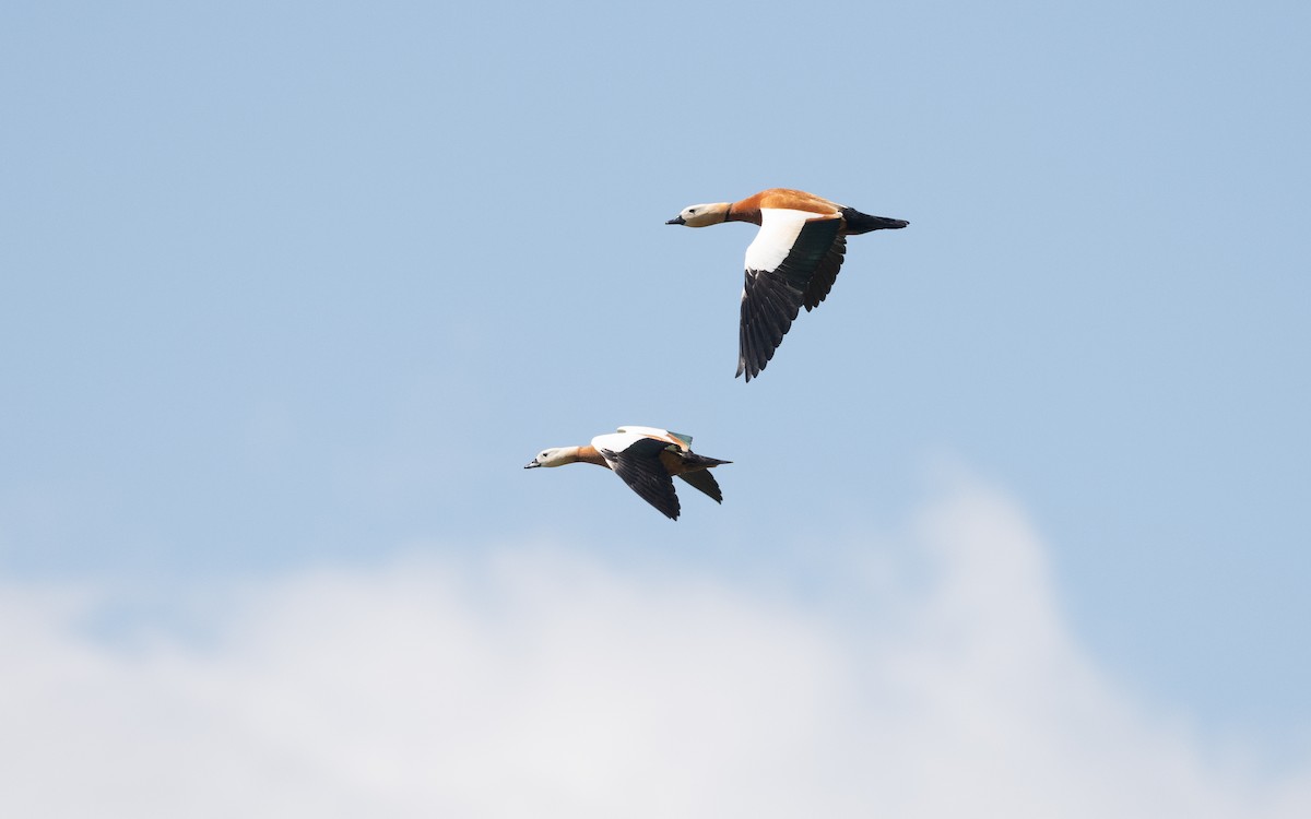 Rostgans - ML645532917