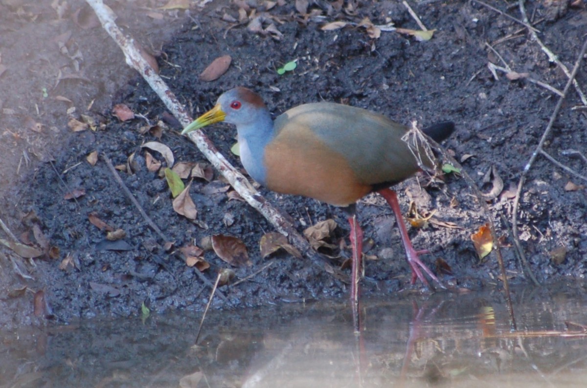 Rotnackenralle - ML645532918