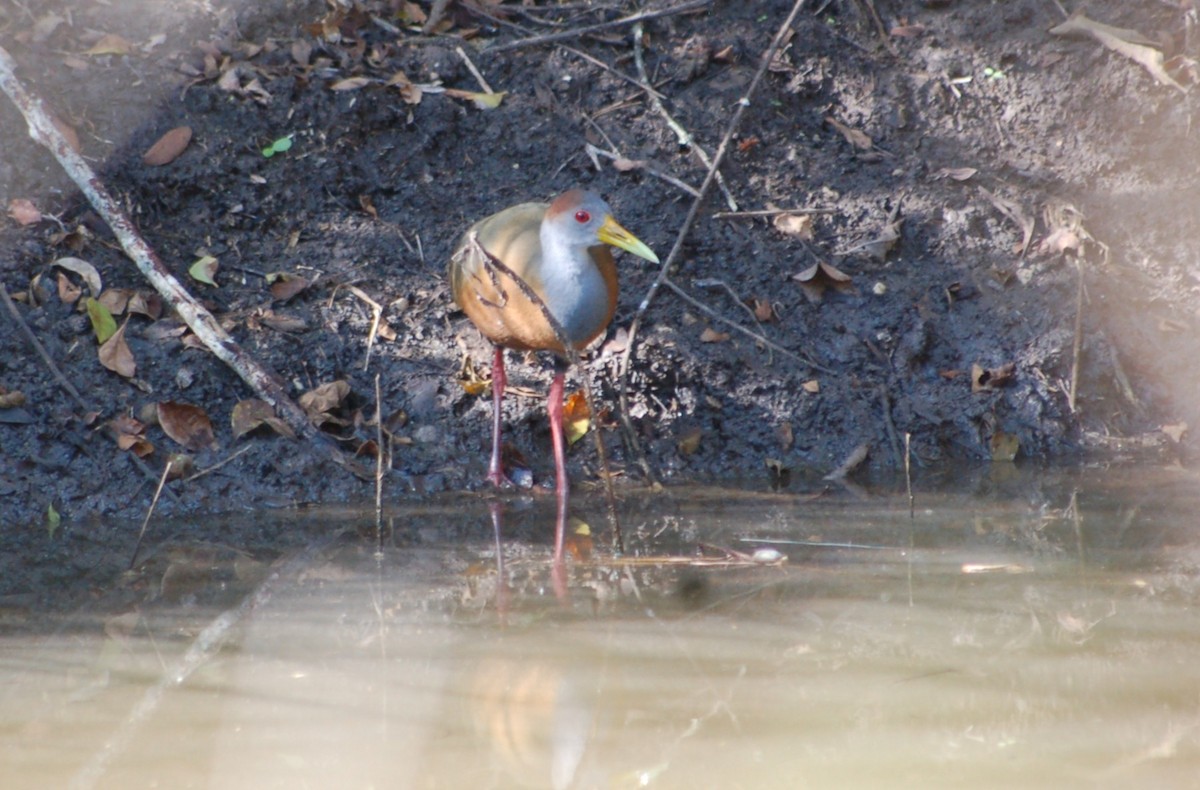 Rotnackenralle - ML645532919