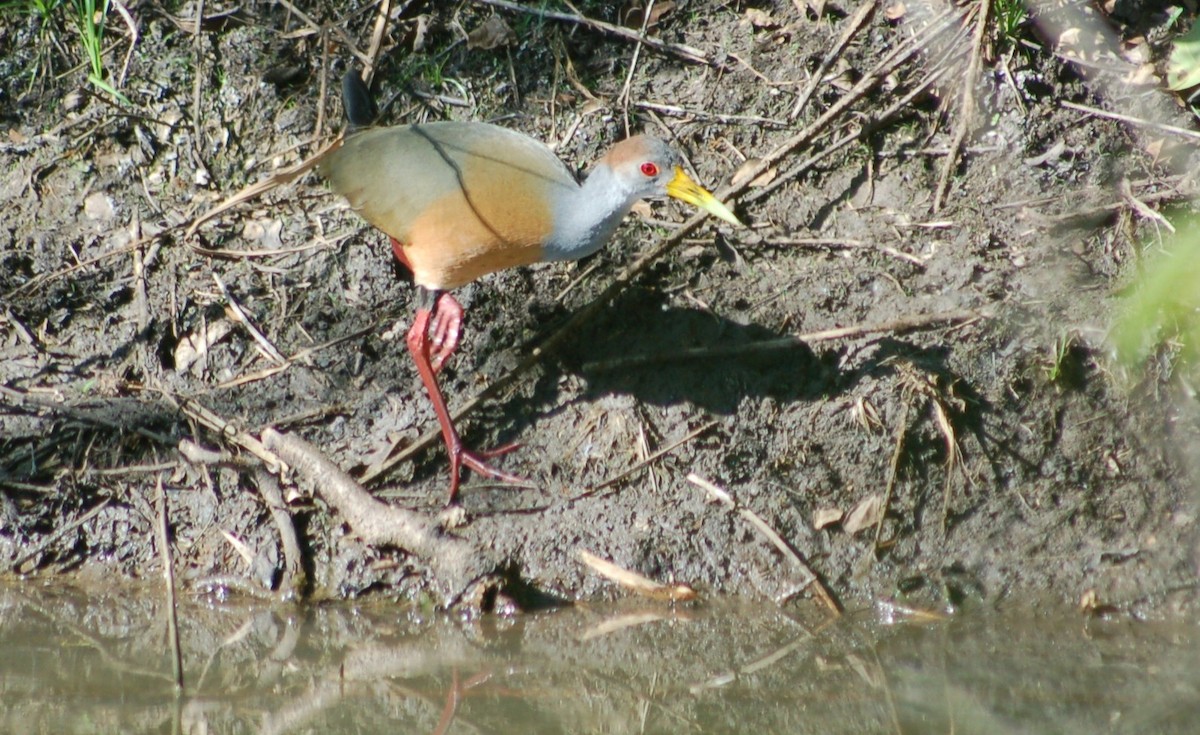 Rotnackenralle - ML645532920