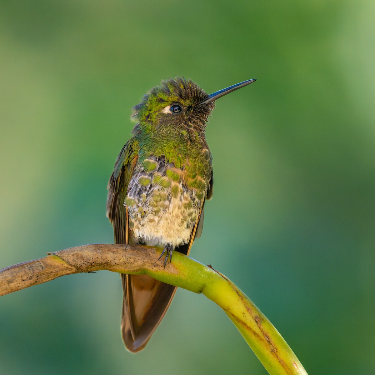 Fahlschwanzkolibri - ML645532921