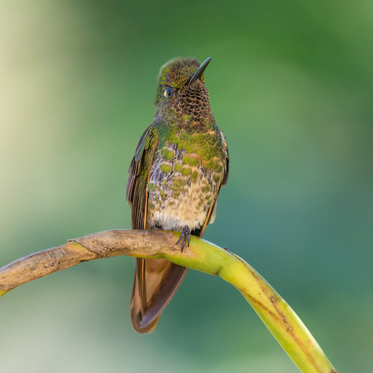 Fahlschwanzkolibri - ML645532922