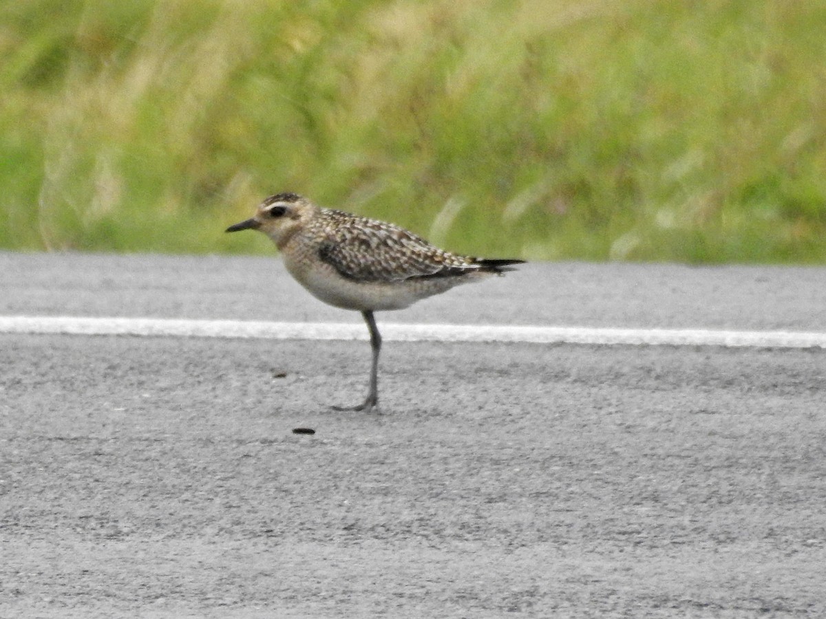 Tundra-Goldregenpfeifer - ML645532923