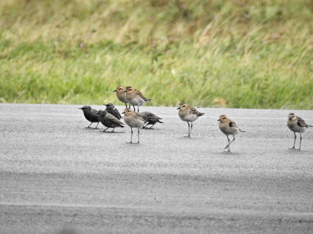 Tundra-Goldregenpfeifer - ML645532924