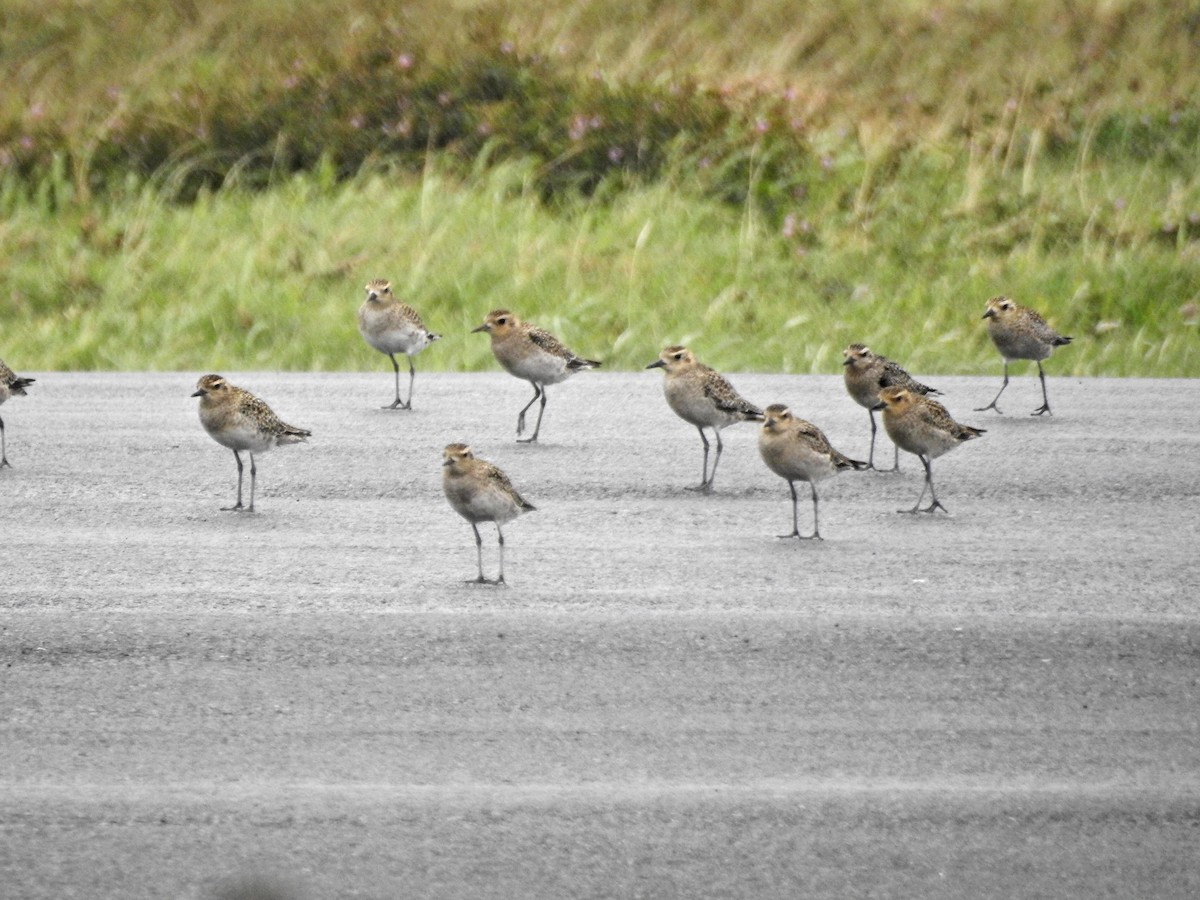 Tundra-Goldregenpfeifer - ML645532925