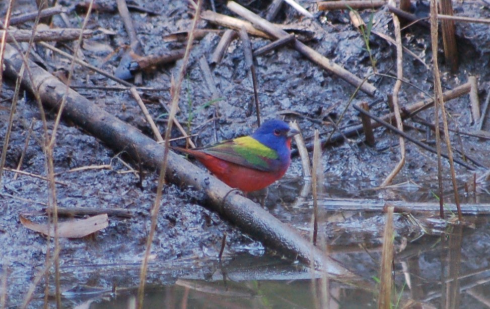 Papstfink - ML645532927