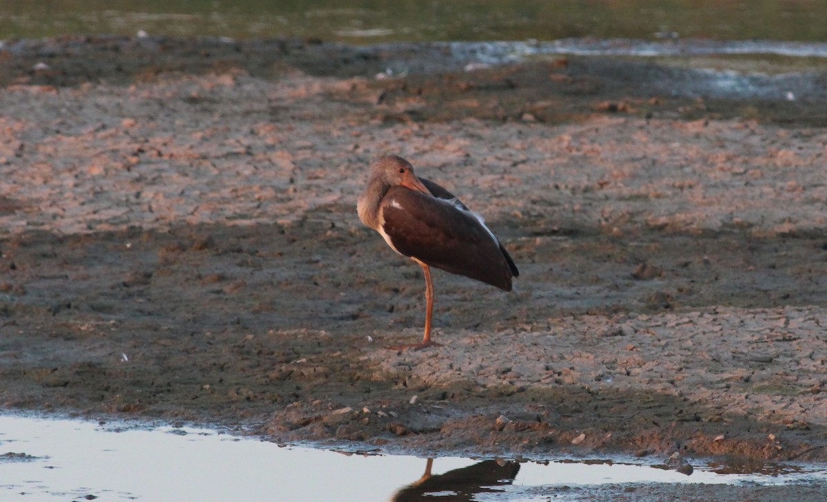 Schneesichler - ML645532928