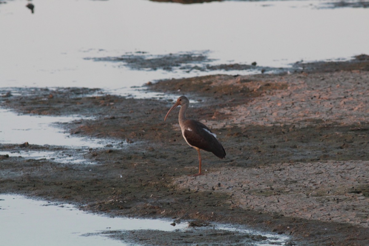 Schneesichler - ML645532929