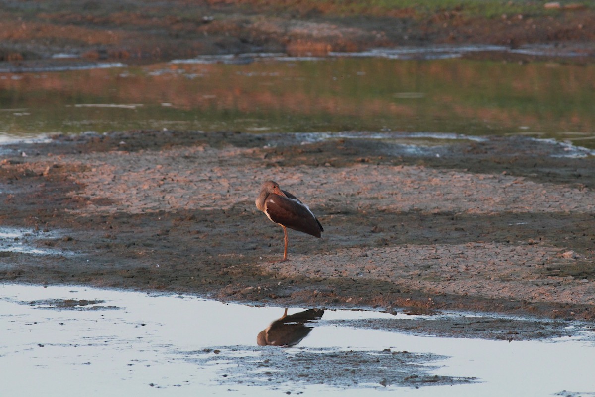 Schneesichler - ML645532930