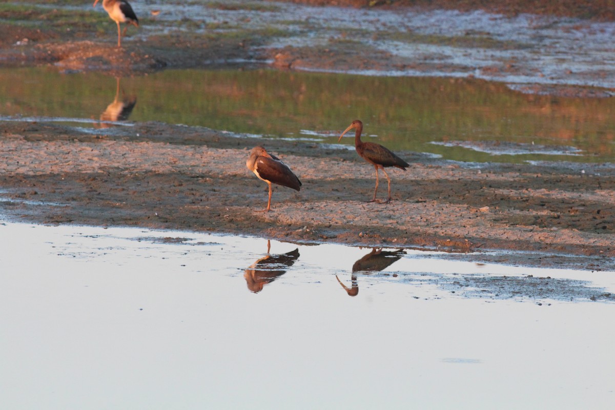 White-faced Ibis - ML645532931