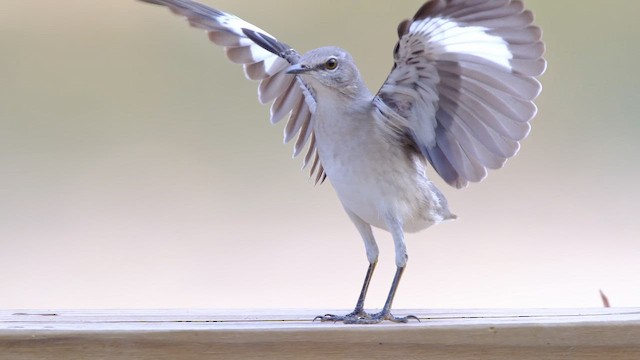 Gartenspottdrossel - ML645532932