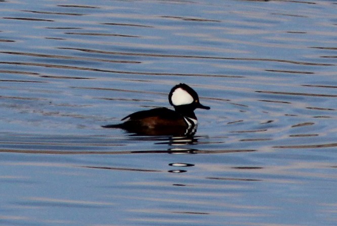 Kappensäger - ML645532933