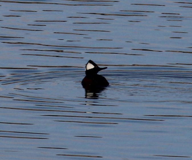 Kappensäger - ML645532934