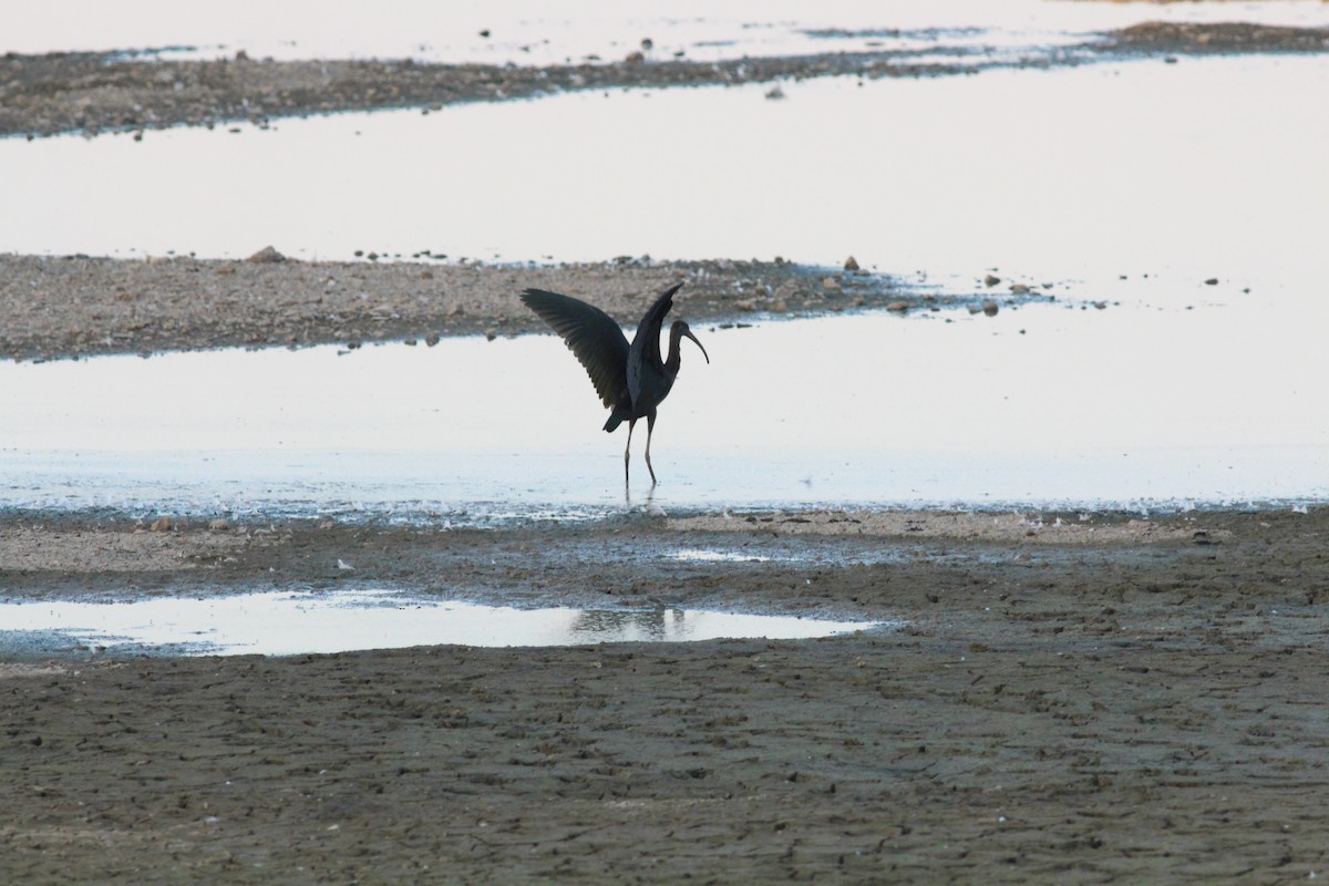 White-faced Ibis - ML645532935