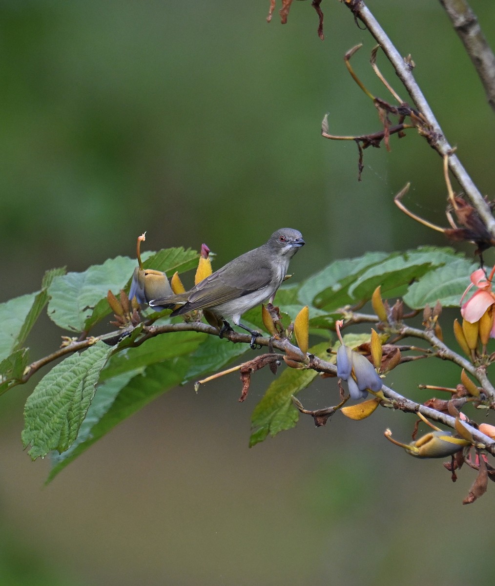 Dickschnabel-Mistelfresser - ML645532936