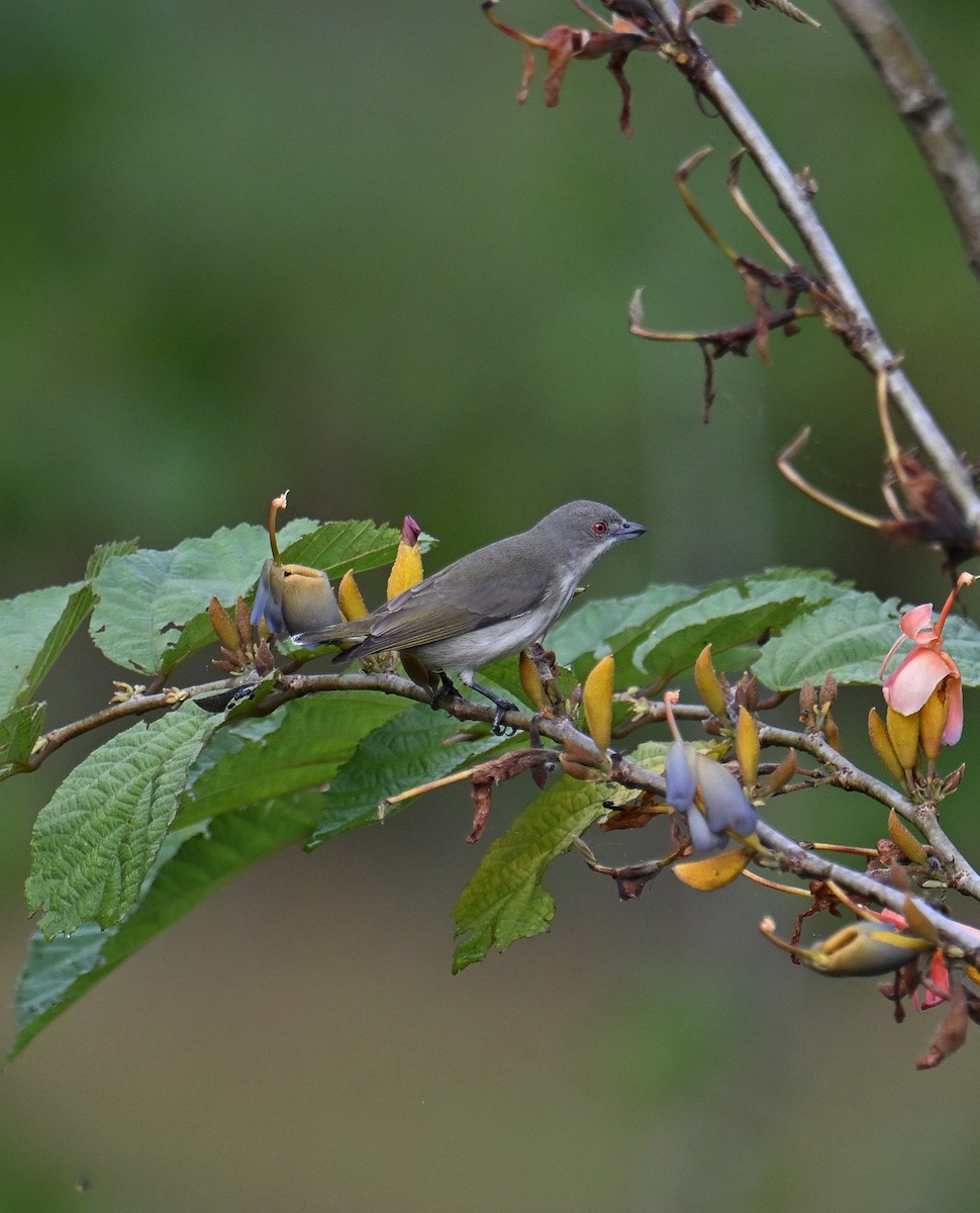 Dickschnabel-Mistelfresser - ML645532937