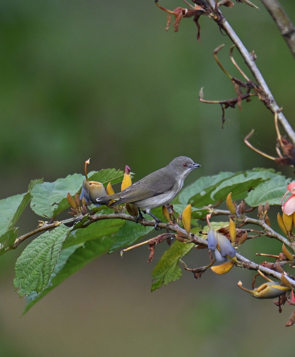 Dickschnabel-Mistelfresser - ML645532938