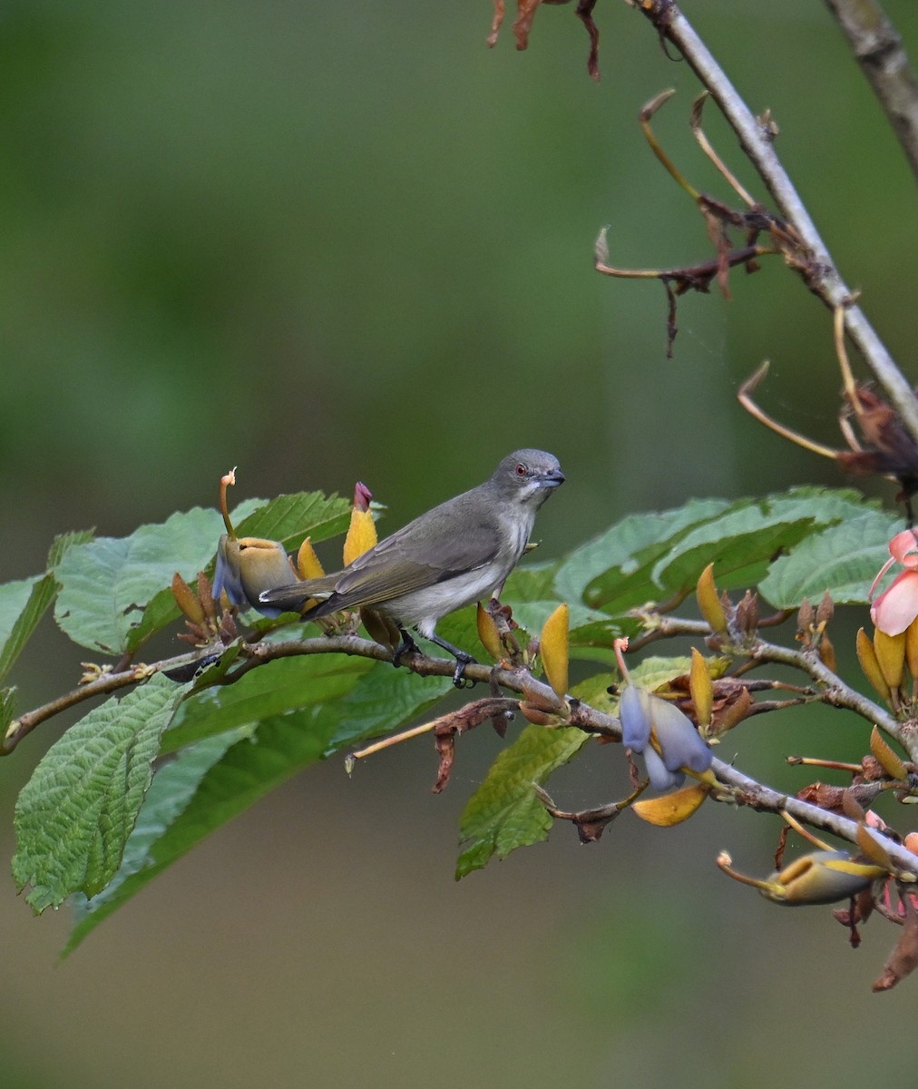 Dickschnabel-Mistelfresser - ML645532939